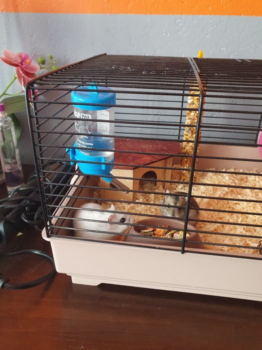 Oddam Chomika za darmo