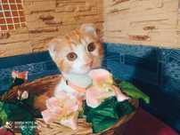 Шотландские вислоухие котята