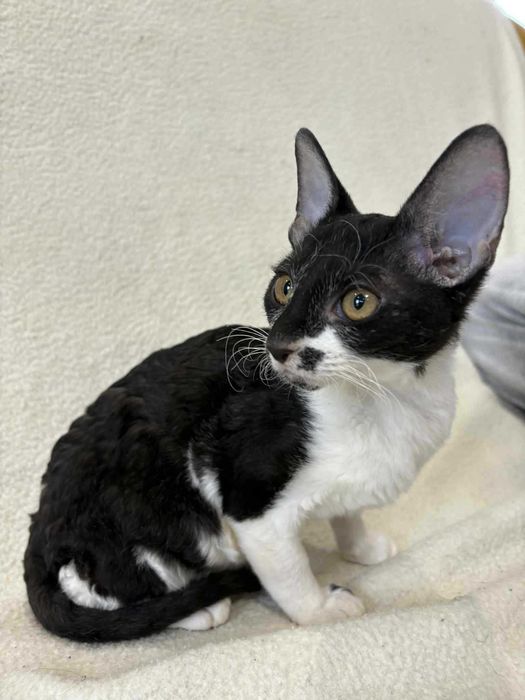 CORNISH REX - Dostępny kocurek o imieniu ZORRO Hodowla: MatiMalwa*PL