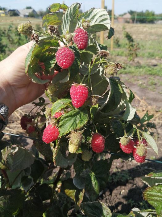 Саженцы малины ремонтантной Джоан Джей ,Зюгана.