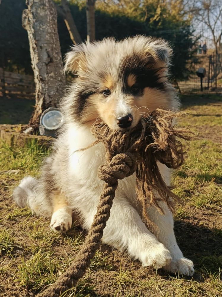 Owczarek szkocki collie FCI