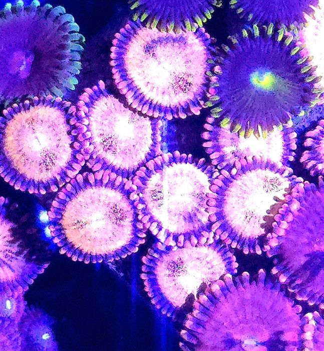 Zoanthus Alien Explosion 20 Główek!! Mega FLUOLAMPS WYSYLKI