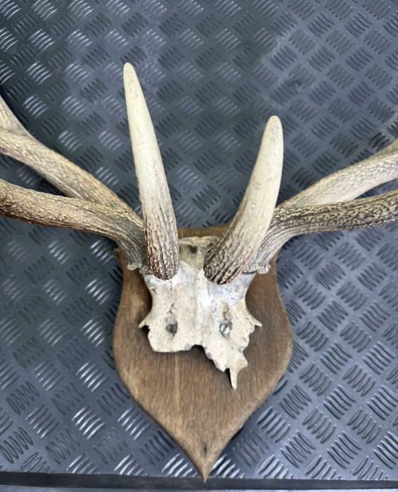Poroże jelenia do powieszenia na ścianie - duże!