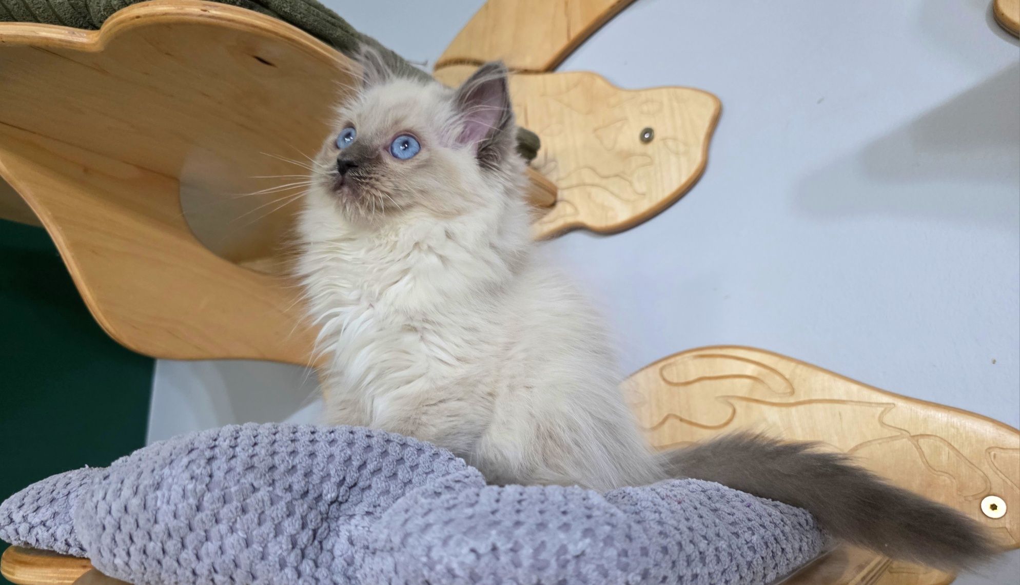 Ragdoll WCF odbiór w czerwcu rodowód honorowany na całym ś
