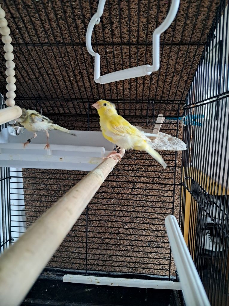 Canário amarelo macho