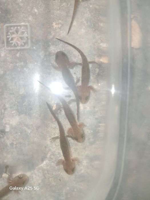 Axolotes "pequenos