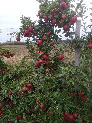 Jabłka 3 zł za kg możliwy dowóz Lublin, Puławy.