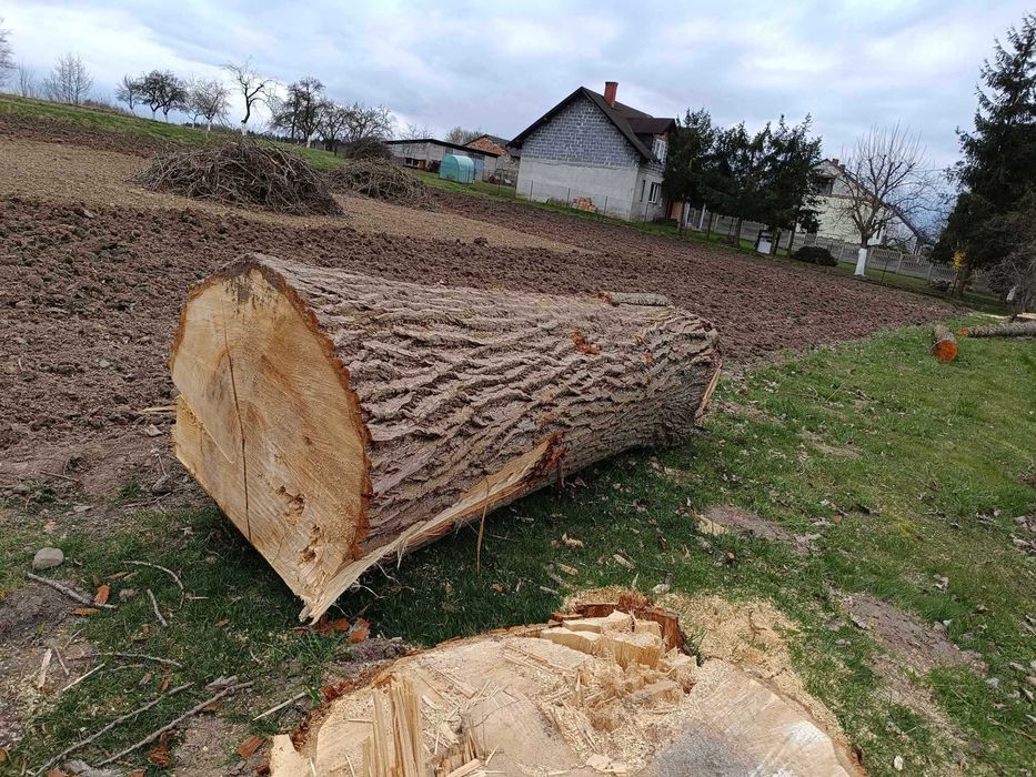Topola, topól kłoda drewno opałowe bal