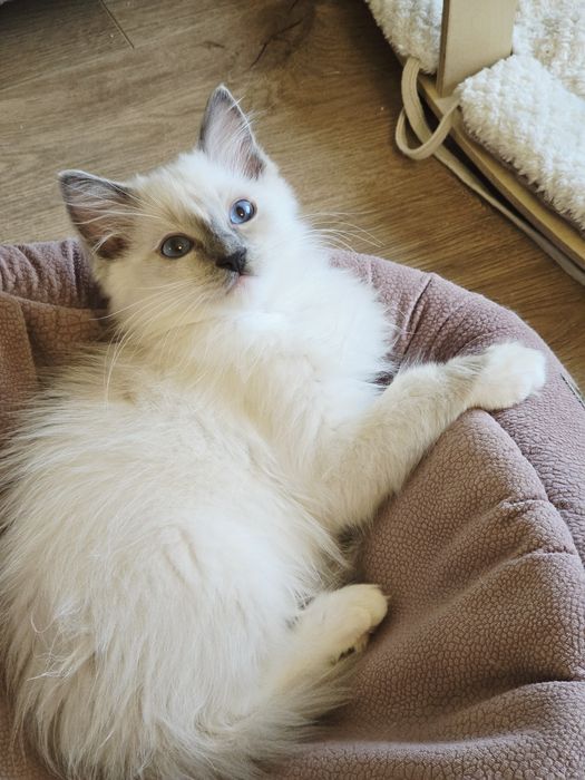 Arbuz kociak rasy ragdoll