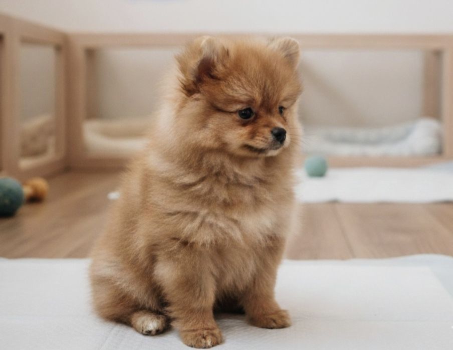 Spitz (Lulu da Pomerânia)