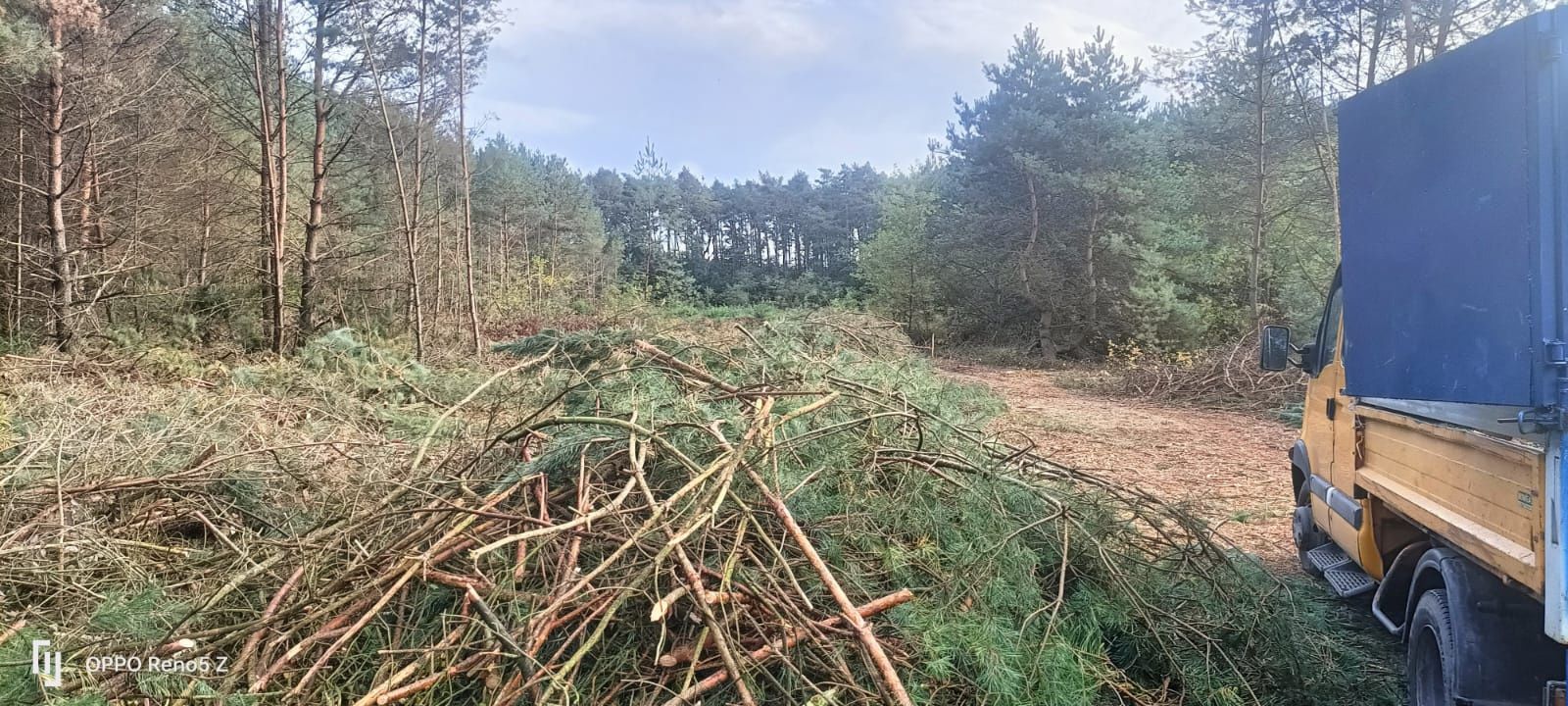 Wycinka drzew za drewno, oczyszczanie działek.Opolskie dol.slask .Wlkp