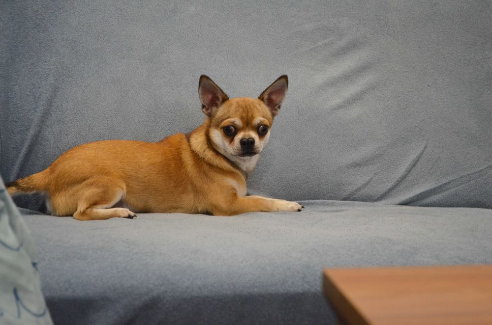 szczenięta chihuahua krótkowłosy ZKwP piesek FCI