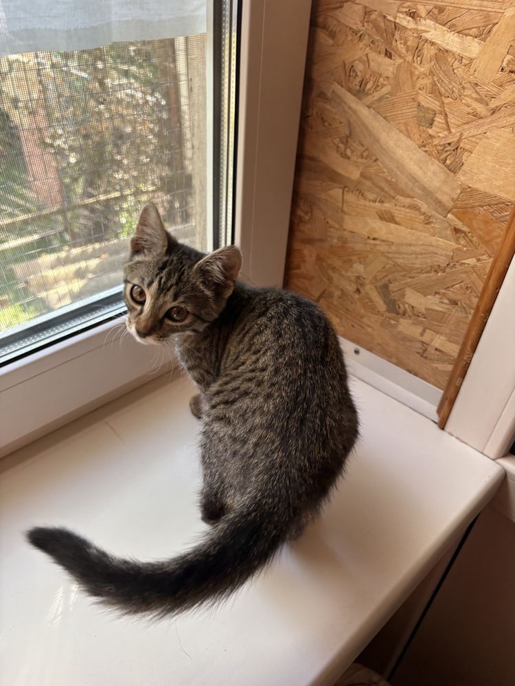 Житомир! Шукаю люблячу родину для маленької муркотухи!