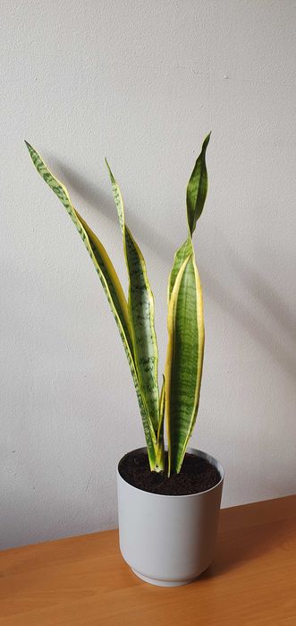 Sansevieria - kwiat