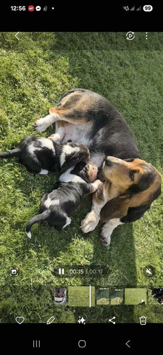 Basset Hound Piesek Gotowy do Odbioru 25.10.20255r