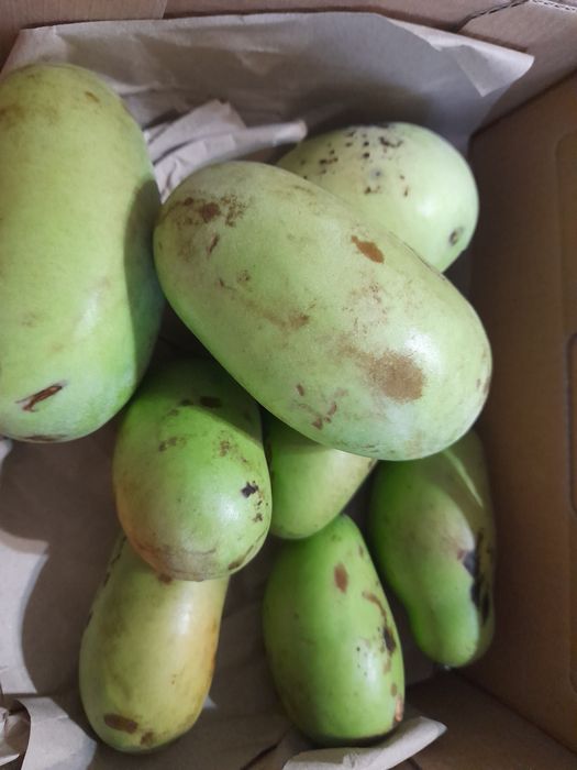 Семена Азимины ( насіння азіміни) 2025