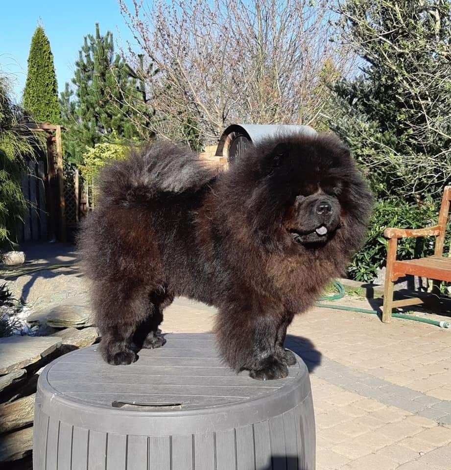 Chow chow z rodowodem ZKWP/FCI