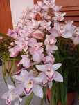 Orquídeas em flor