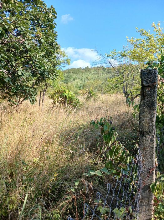 Дача біля термального басейну в Берегові з садовою ділянкою 6.5 соток