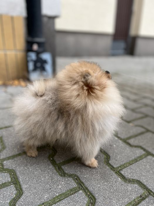 Szpic miniaturowy pomeranian ZKwP(FCI)