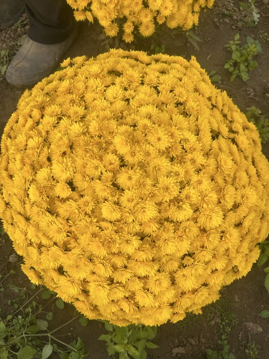 Sprzedam chryzantemy drobnokwiatowe churt/detal