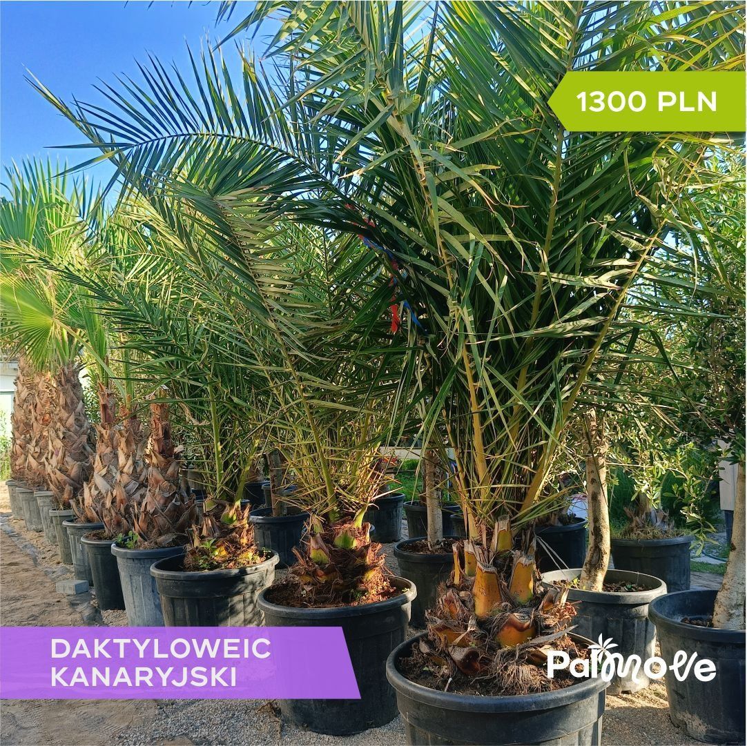Daktylowiec kanaryjski 30-40cm pnia