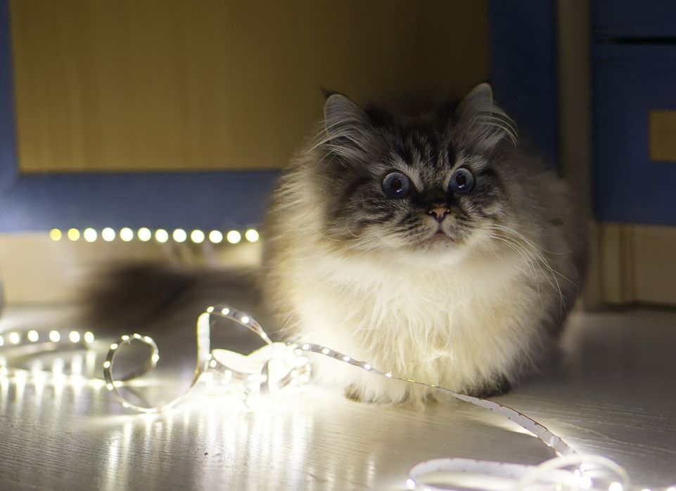 Об'єктив Sony E 50mm F/1.8 OSS SEL50F18