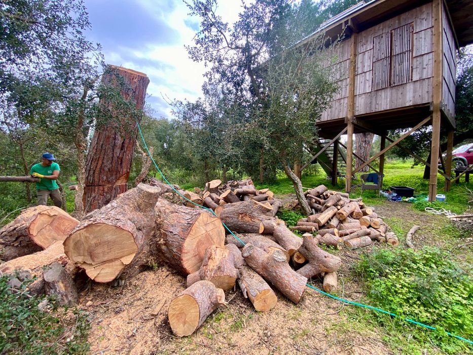 Corte e limpeza de árvores