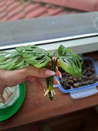 Monstera Monkey Mask