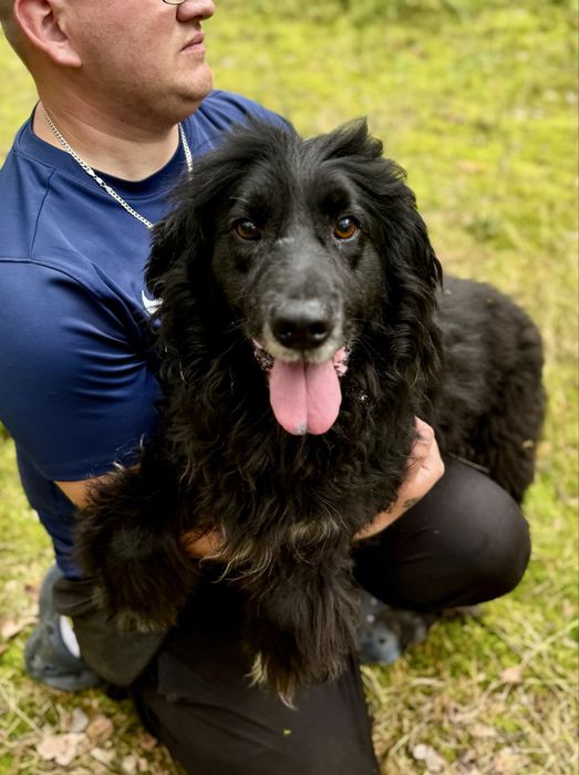 Latami zamknięty w boksie przez zwyrola… pies ideał do adopcji