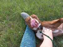 Suczka amstaff do adopcji