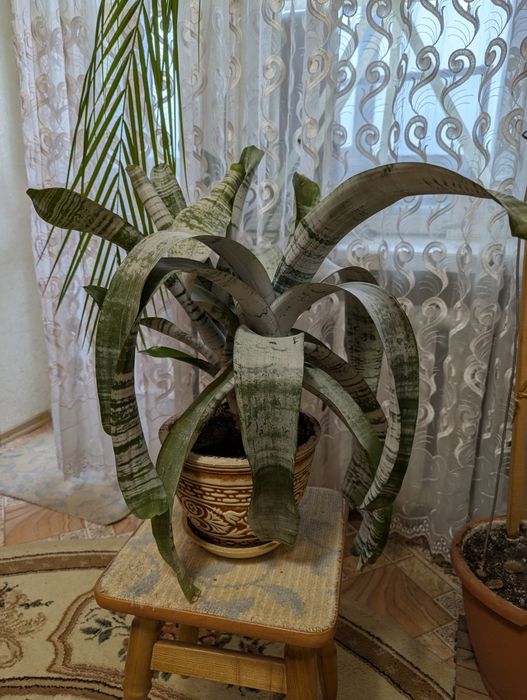 Ехмея смугаста. Спатіфіліум.