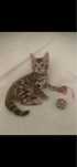 Gatinho Bengal Black Tabby Spoted