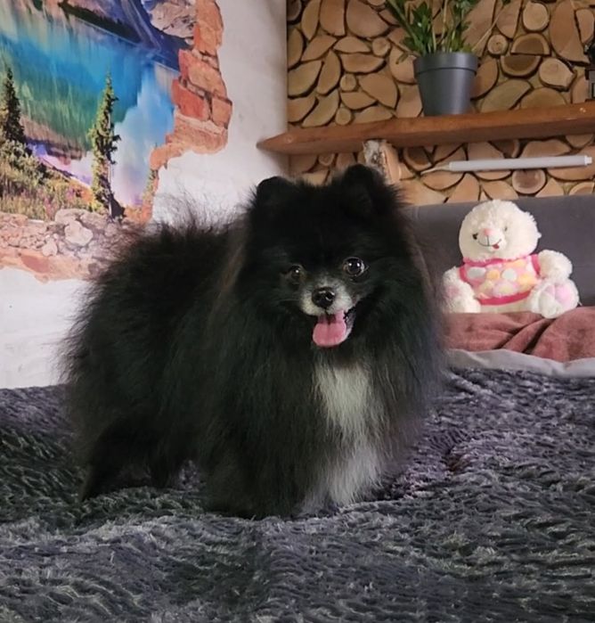 Szpic miniaturowy piesek pomeranian