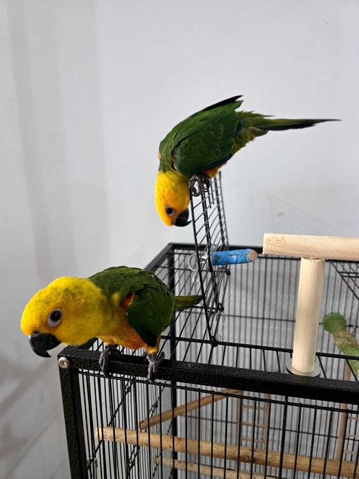 Aratinga jandaya casal