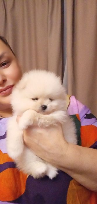 Померанский шпиц