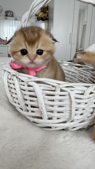 Kotka Szkocka Złota. Scottish fold. Do rezerwacji