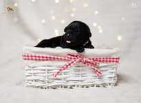 Labrador Retriever FCI