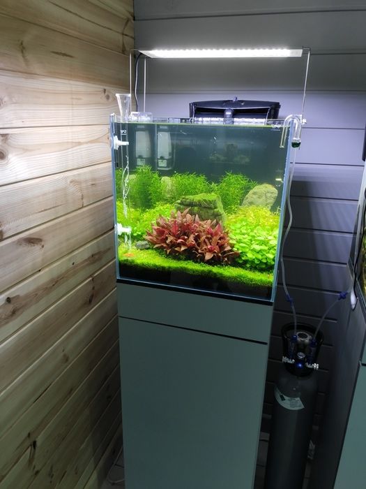 Projektowanie, zakładanie, pielęgnacja, serwis akwarium - Kraków