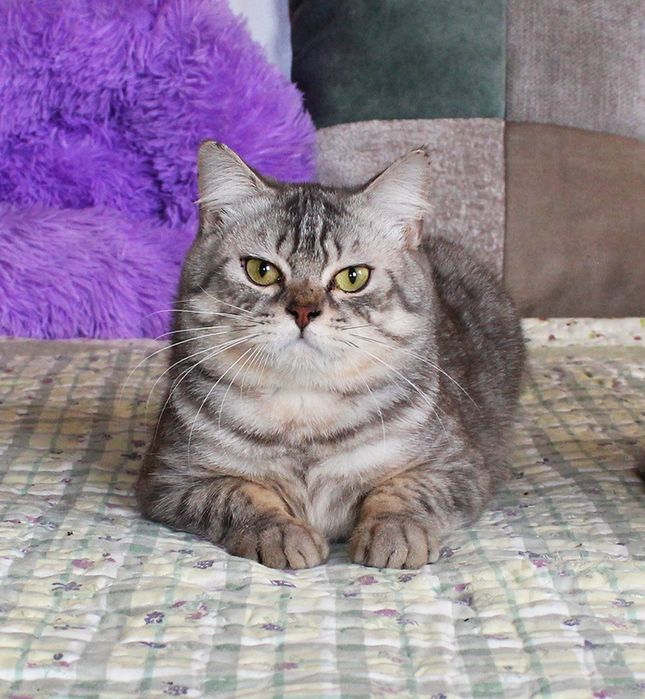 Красень британець