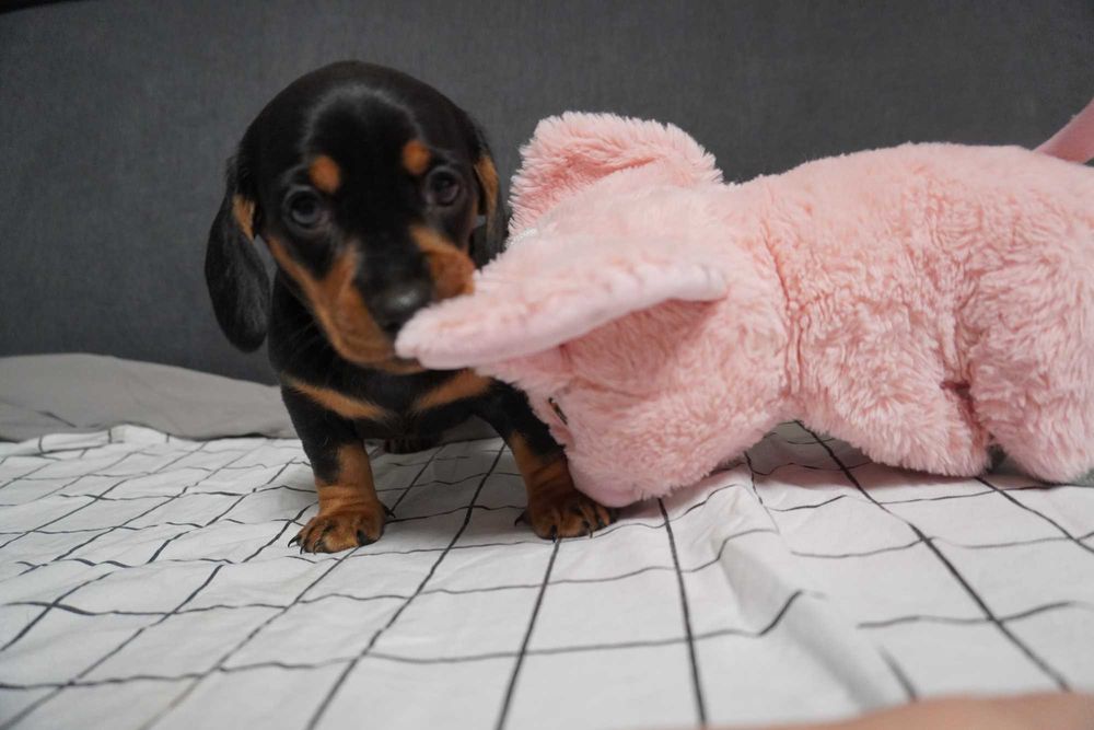 Jamnik suczka szczeniak