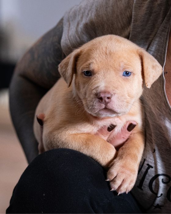 American Bully XL - Pies