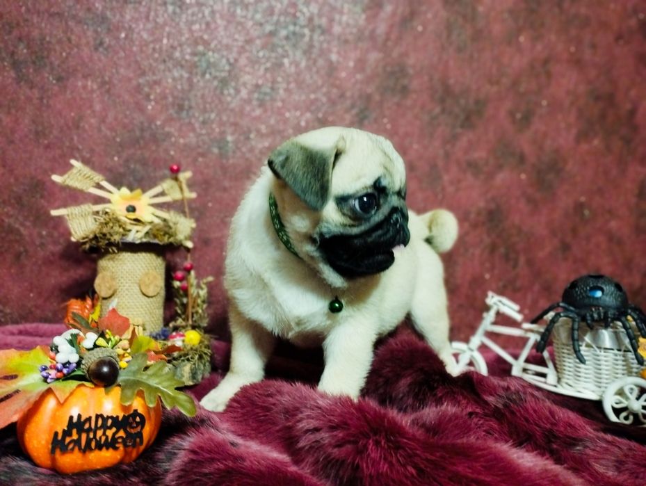 Готов к переезду перспективный парень. Пакет документов. Чипирован.