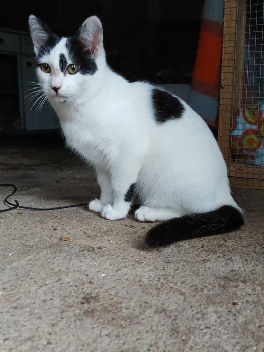 Gatinha para adoção