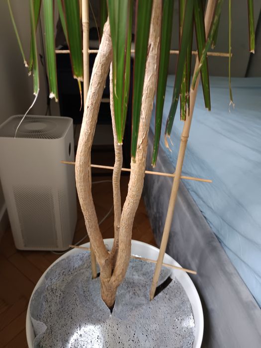 Duża dracena obrzeżona