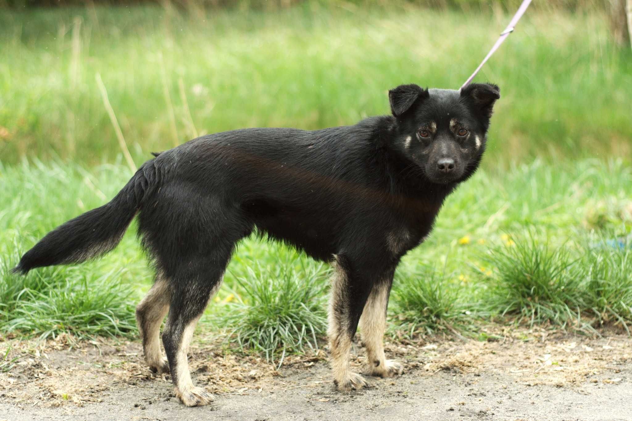 MOLDI - super psiak do adopcji - młodziutki grzeczny rodzinny