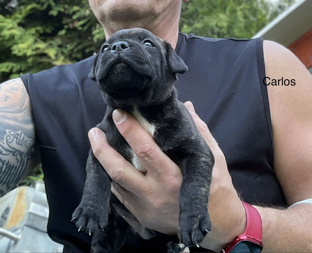 Staffordshire bull terrier,Staffik