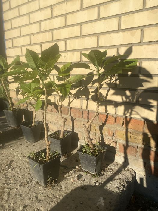 Агава доросла, бругмансія