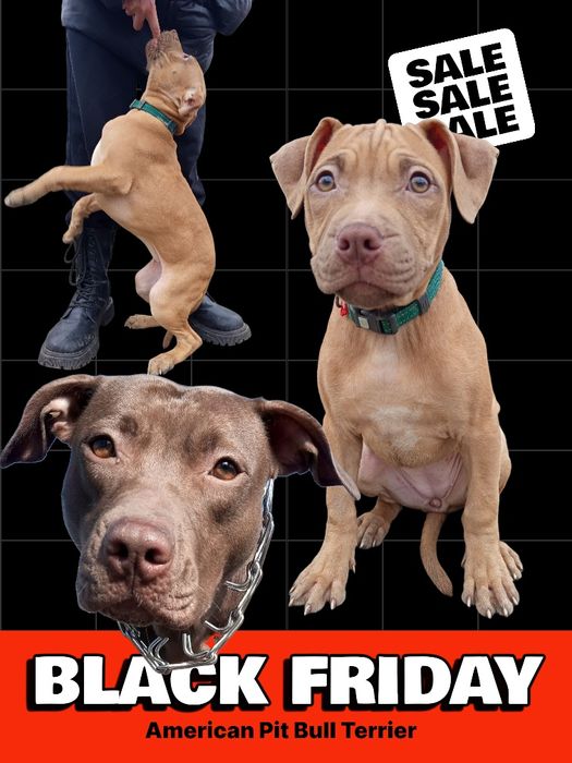 Супер дівчинка пітбуля зі всіма документами