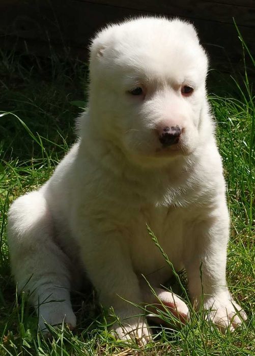 Piękny biały Owczarek środkowo azjatycki azjata